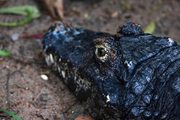 Cocodrilo pequeño - Disparo de primer plano de la cabeza