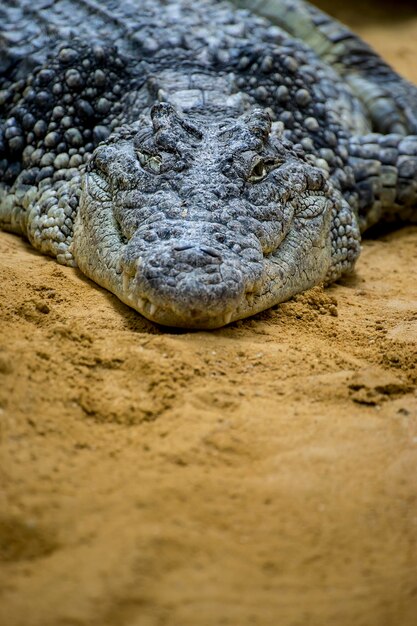 Foto un cocodrilo perezoso tomando el sol en la orilla arenosa de un río turbio