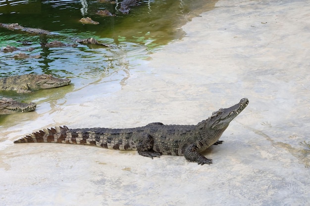 El cocodrilo se queda cerca del río.