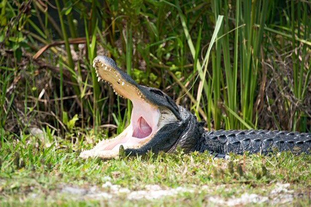 Foto un cocodrilo relajándose en un campo de hierba