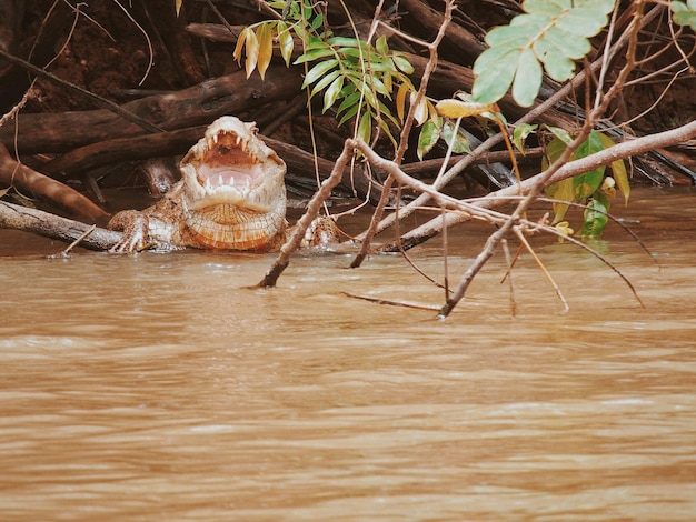 Foto cocodrilo en el río con la boca abierta