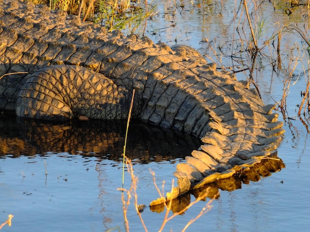 El cocodrilo en el río Zambezi Botswana África