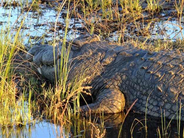 El cocodrilo en el río Zambezi, Botswana, África