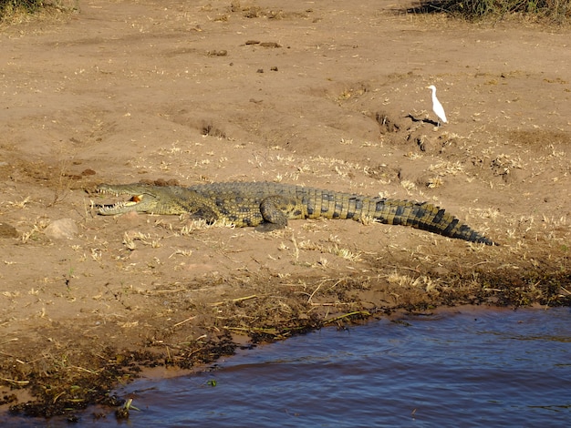 El cocodrilo en el río Zambezi, Botswana, África