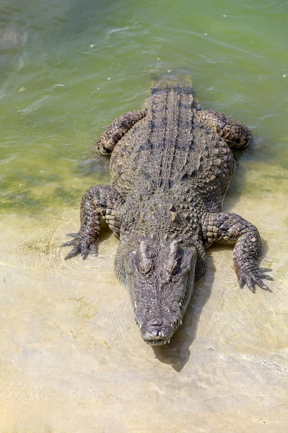 Foto el cocodrilo de sal nadando en el río cerca del canal