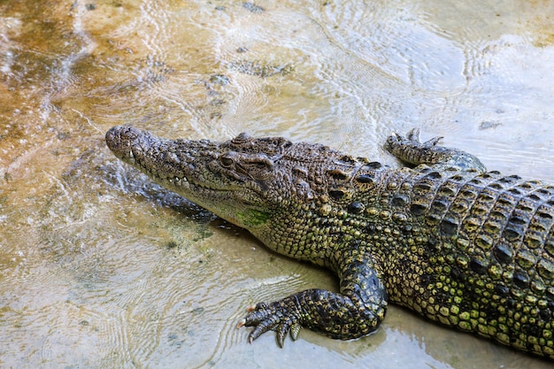 El cocodrilo de sal se queda cerca del río.