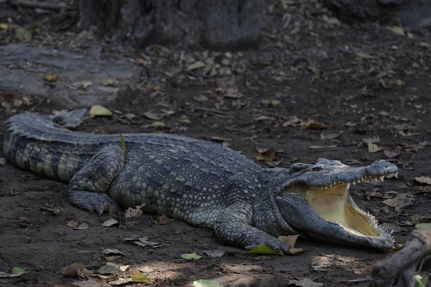 El cocodrilo tailandés descansa en el jardín.