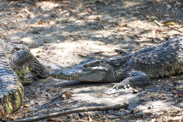 El cocodrilo tailandés descansa en el jardín.