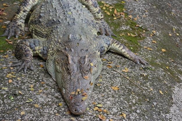 El cocodrilo tailandés el dormir se acuesta cerca del estanque natural.