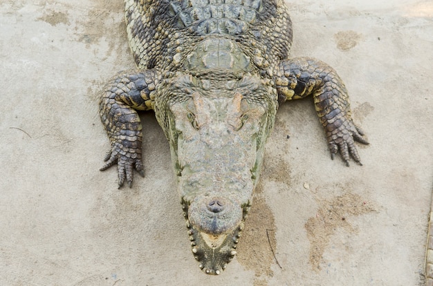 Cocodrilo en el zoológico abierto, Tailandia