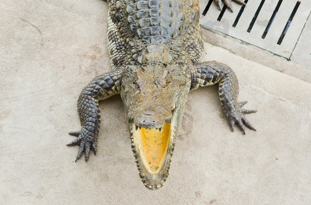 Cocodrilo en el zoológico abierto, Tailandia