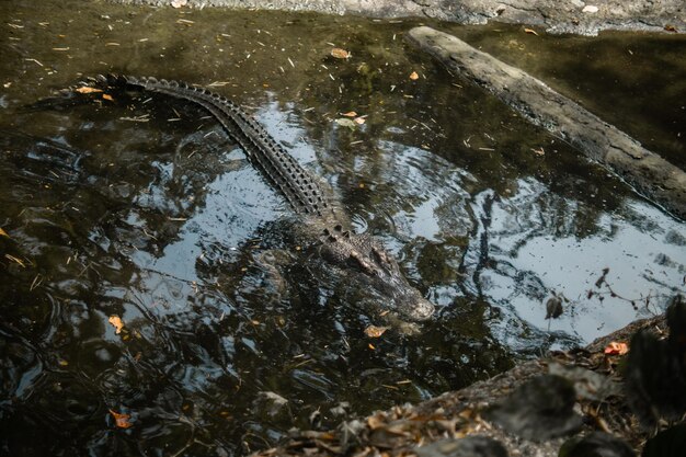 Foto el cocodrilo