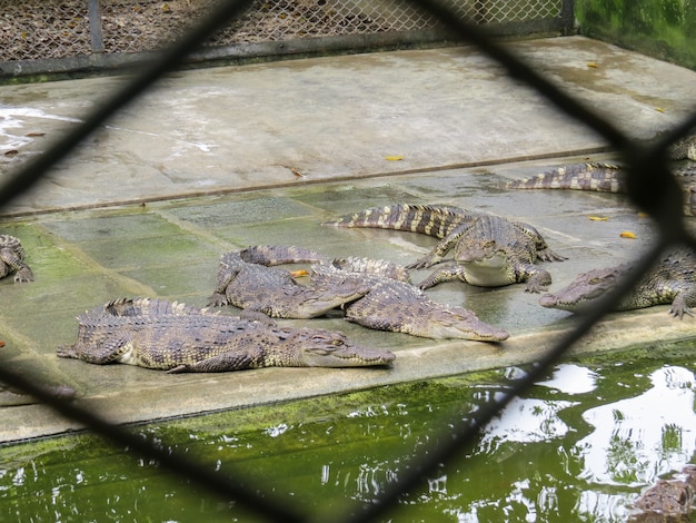 Cocodrilos abren la boca en la granja.