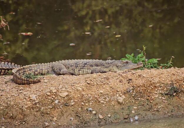 Cocodrilos del Nilo tomando el sol en el banco del río Mara Masai Mara Game Reserve Kenia