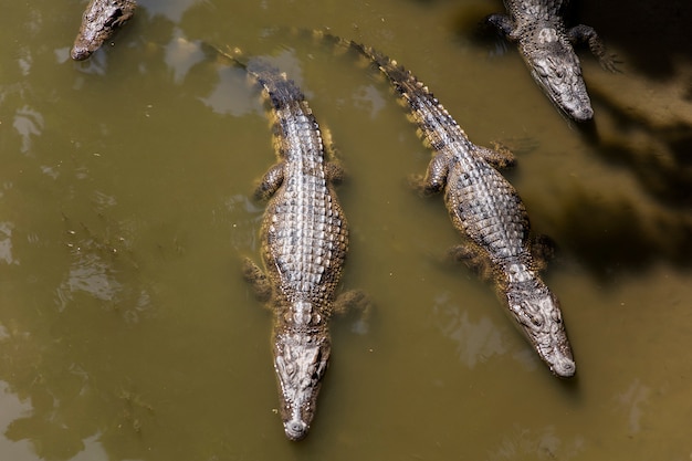 Cocodrilos siameses delta del Mekong en Vietnam