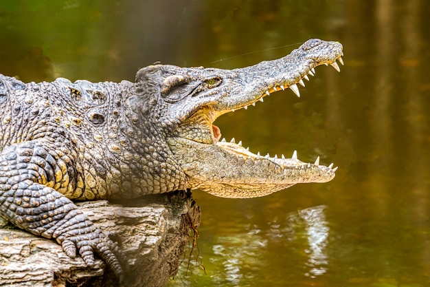 Los cocodrilos son animales con dientes bonitos.