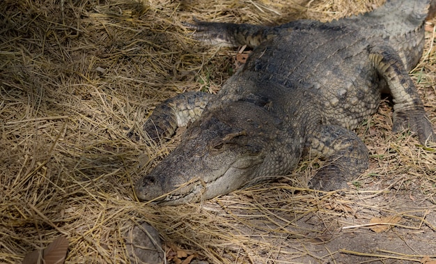 Los cocodrilos toman el sol como zoológico