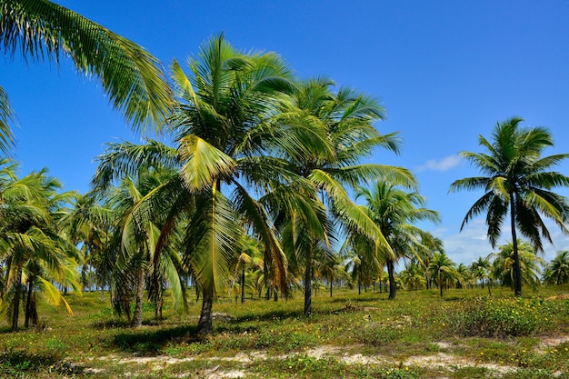 Foto coconut grove forte beach cerca de salvador bahia brasil paisaje tropical