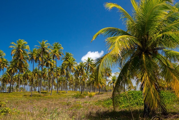 Coconut Grove Forte Strand in der Nähe von Salvador Bahia Brasilien Tropische Landschaft