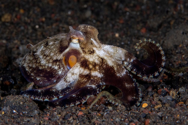 Coconut Octopus auf dem Meeresboden in der Nacht.
