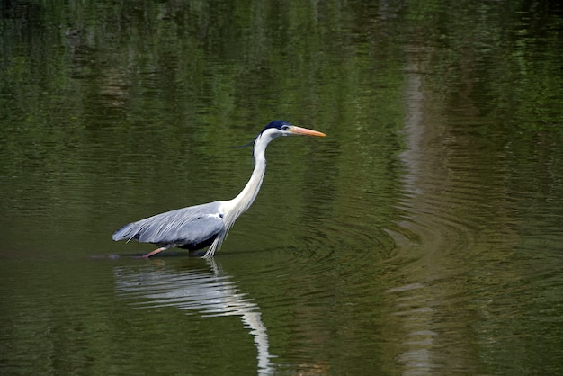 Cocoon Heron pesca en el lago poco profundo