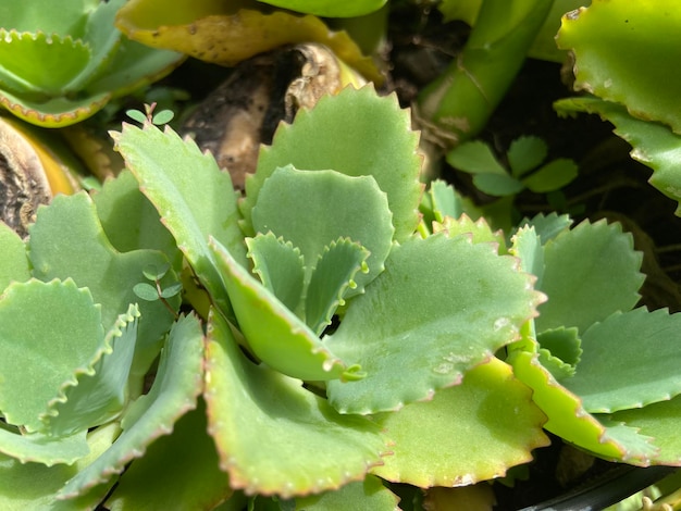 Cocor bebek Kalanchoe pinnata es famoso por su método de reproducción a través de yemas de hojas Popular para usar como planta ornamental