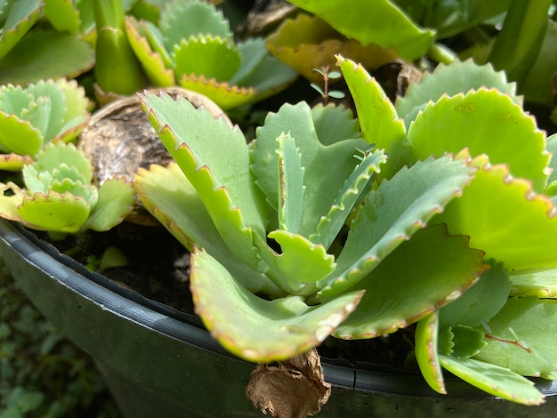 Cocor bebek Kalanchoe pinnata ist berühmt für seine Fortpflanzungsmethode durch Blattknospen. Beliebt als dekorative Zimmerpflanze