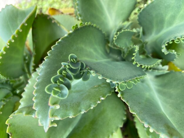 Cocor bebek Kalanchoe pinnata ist berühmt für seine Fortpflanzungsmethode durch Blattknospen. Beliebt als dekorative Zimmerpflanze