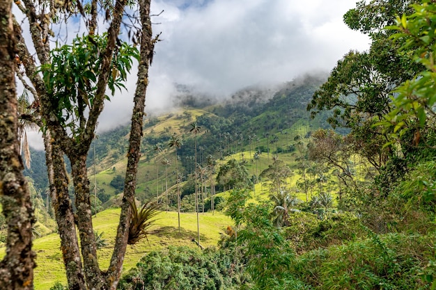 Foto cocora palm valley in kolumbien in südamerika