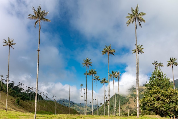 Cocora Palm Valley in Kolumbien in Südamerika