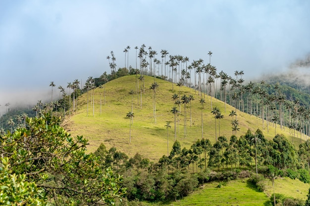 Cocora Palm Valley na Colômbia na América do Sul