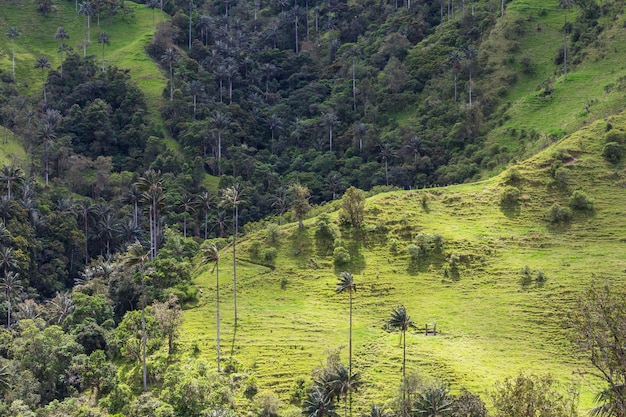 Cocora y sus derivados