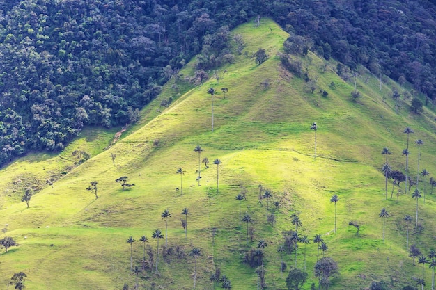 Cocora y sus derivados