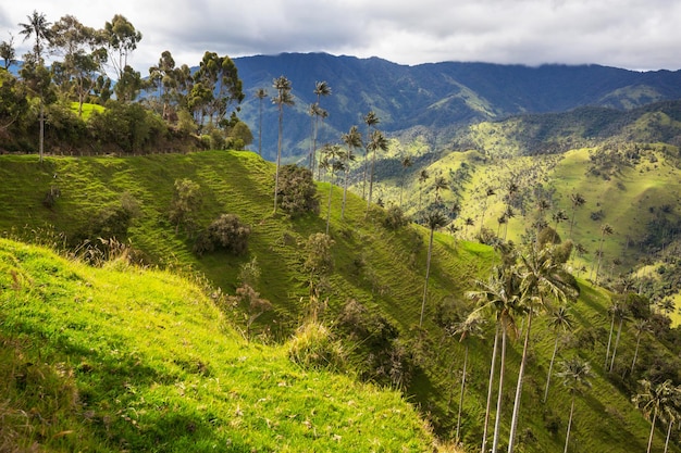 Cocora y sus derivados