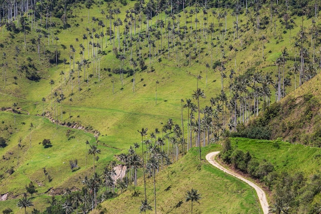 Cocora y sus derivados