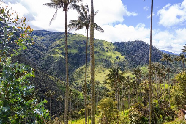 Cocora y sus derivados