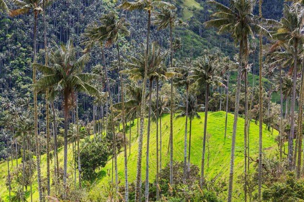 Cocora y sus derivados