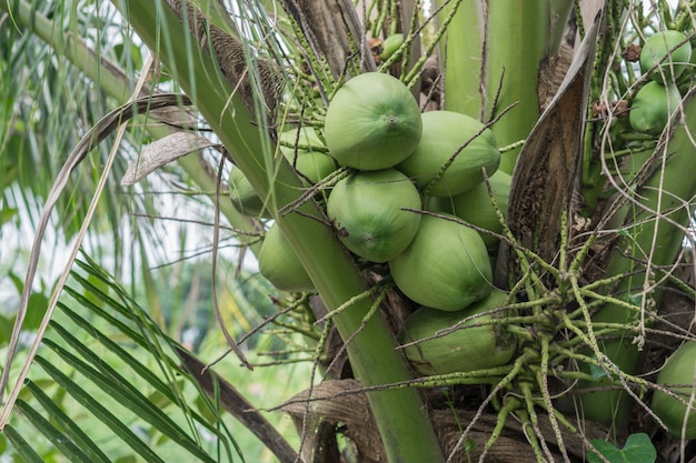 Los cocos se agrupan en el árbol de coco