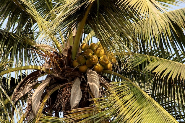 Cocos colgando de un árbol