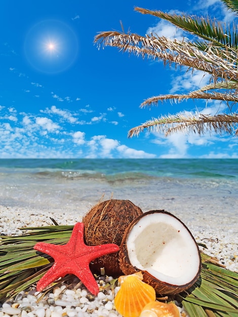 Cocos y estrellas de mar debajo de una palmera