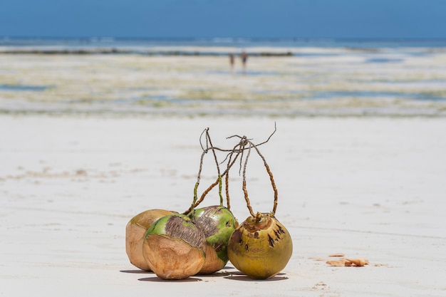 Cocos frescos na praia de areia, Zanzibar, Tanzânia, close-up