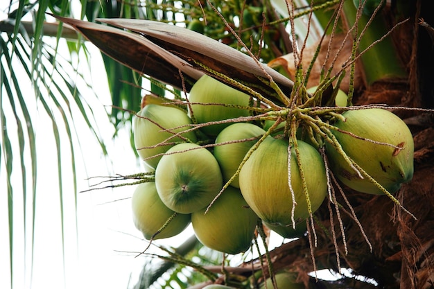 cocos jovens pendurados em um galho de palmeira