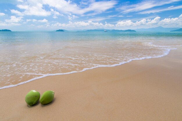 Foto cocos na costa contra o céu