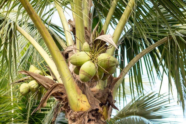 Cocos na palmeira.