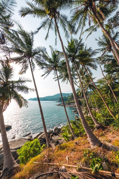 Cocos y palmeras junto al mar en la isla.