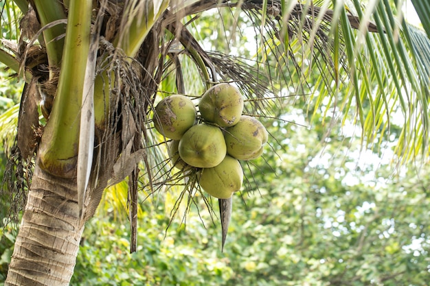 cocos y palmeras