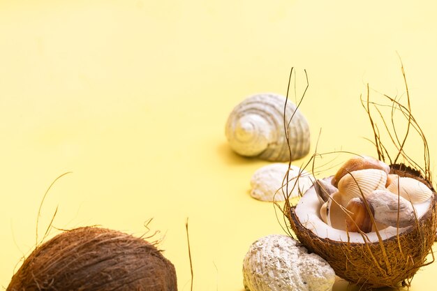 Cocos, pedras e conchas no conceito de praia