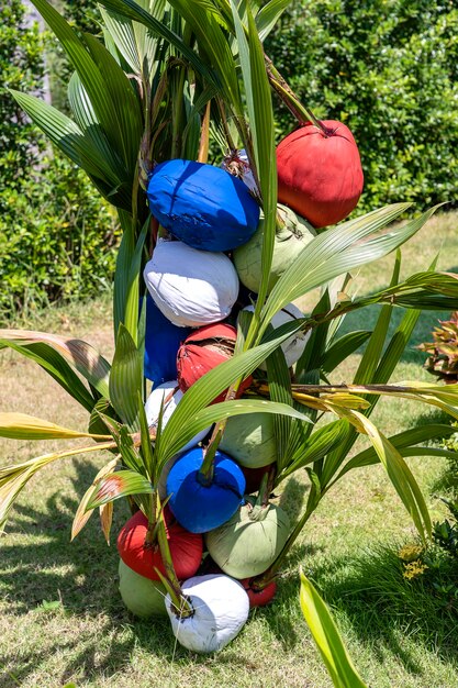 Cocos pintados en color rojo, azul y blanco en un jardín tropical cerca de la playa, Tailandia, cerrar