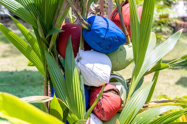 Cocos pintados em vermelho azul e branco em um jardim tropical perto da praia Tailândia closeup