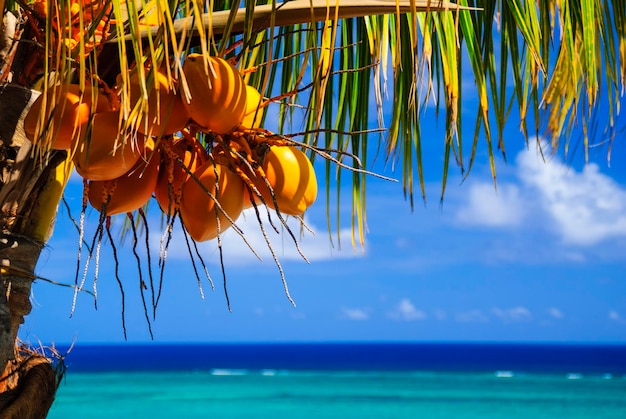 Foto cocos en la playa